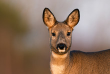 Roe Deer (Capreolus Capreolus)
