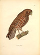 Illustration of owl