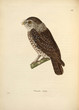 Illustration of owl