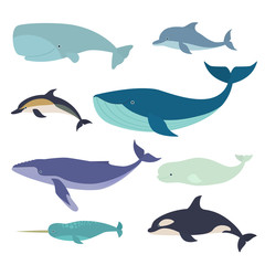 Wall Mural - Set of vector whales and dolphins. Vector illustration of marine mammals, such as narwhal, blue whale, dolphin, beluga whale, humpback whale and the sperm whale.