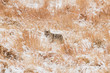Coyote hunting in the snow