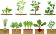Set of different vegetables plant showing root structure below ground level on white background