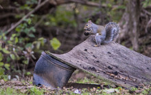 A Gray Squirrel Peels A Walnut With His Hands.