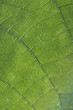 © Mauro Rodrigues - Close up of veins of leaf