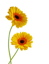 Two Yellow Gerber Flowers, Daisies Isolated On White