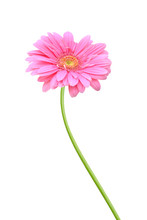Pink Daisy Flower Isolated Over White Background
