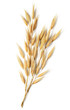 oat plant
