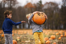 Two Boys Picking Pumpkins In A Pumpkin Patch