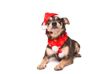 Wall Mural - Dog in a christmas hat isolated on white