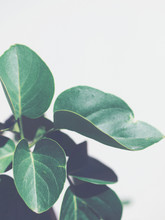 Green Plant Leaves On Light Gray Background.  Cool Tones. Copy Space