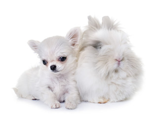 Canvas Print - dwarf rabbit and puppy chihuahua