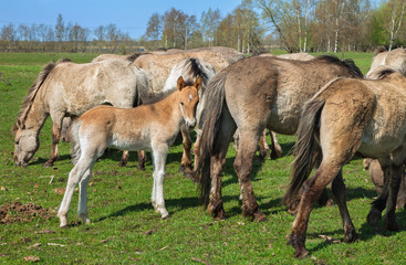 Wild horses on a field.