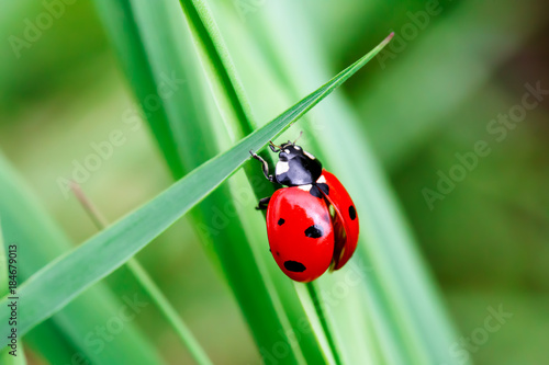 Fotografía Macro photo of Ladybug in the green grass