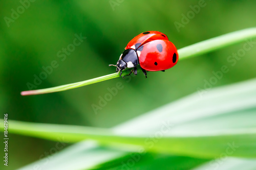 Photographie Macro photo de coccinelle dans l'herbe verte