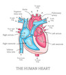 © LaraFields - Hand drawn illustration of  human heart anatomy. Educational diagram showing blood flow with main parts labeled. Vector illustration easy to edit