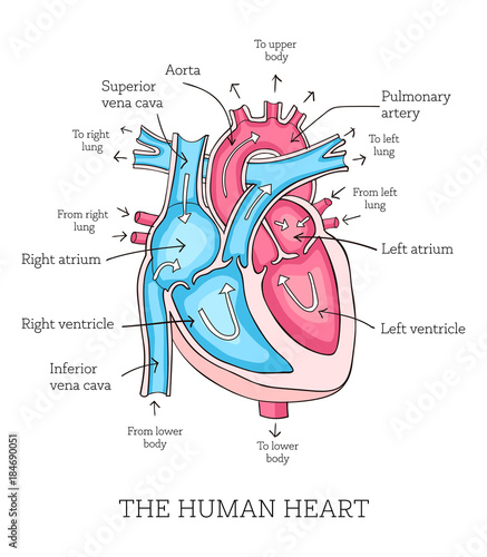 Hand Drawn Illustration Of Human Heart Anatomy Educational