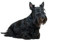 Black Scottish Terrier Dog