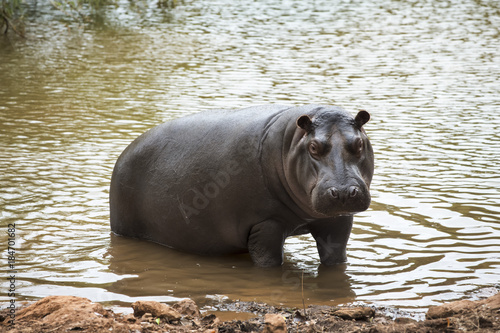 hipopotam-wychodzacy-z-wody