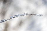 Fototapeta Dmuchawce - a thin twig motif with ice crystals - a macro