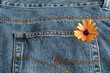 A single orange daisy in the back pocket of a denim jeans pants.