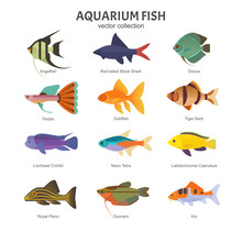 Aquarium Freshwater Fish Set. Vector Illustration Of Different Types Of Fish, Such As Angelfish, Red-tailed Black Shark, Discus, Guppy, Goldfish, Tiger Barb And Lionhead Cichlid. Isolated On White.