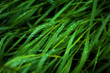 Fresh Green Grass With Dew Drops Close Up. Water Drops On The Fresh Grass After Rain. Light Morning Dew On The Green Grass.
