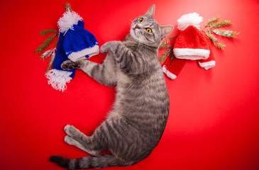 Wall Mural - Grey tabby cat choosing a winter outfit on red background. Tough choice between red and blue hat and scarf.