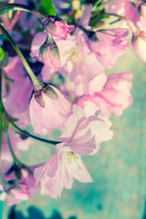 Wall Mural - Instagram style Japanese cherry blossom background