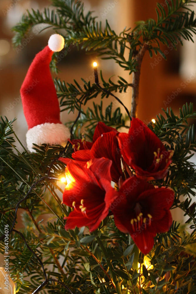Stock-Foto nikolausmtze, rot, amaryllis, ritterstern, eibe, weihnachten,  deko | Adobe Stock