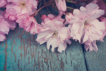 Wall Mural - Rustic style Spring background with pink Japanese cherry blossom close up