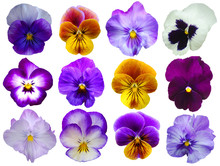 12 Pansies Flowers On White Background