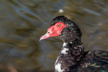 Close up of Black Muscovy duck head. Selective focus