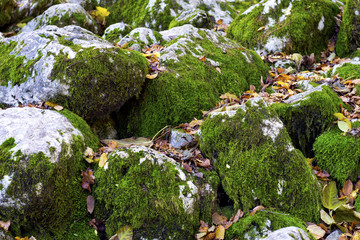 Moss rock wall background