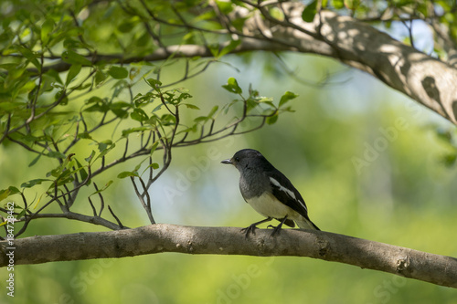 Oriental Magpie Robin With Blurred Green Background A