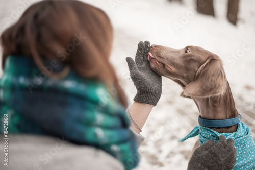 Longhaired Weimaraner Licking A Hand Buy This Stock Photo And