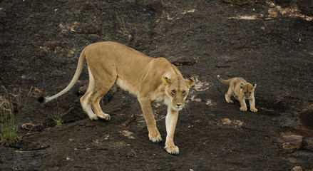 Sticker - Lioness and cubs in Masai Mara