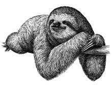 Black And White Engrave Isolated Sloth Illustration