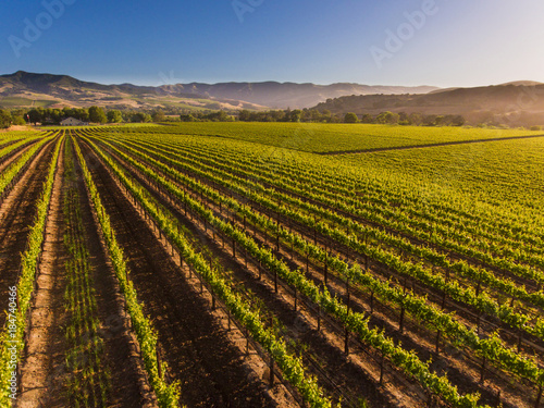 Plakat powietrzny z winnic w dolinie Santa Ynez w Kalifornii