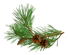 Pine Branch With Cones, Isolated Without A Shadow. Close-up. Christmas. New Year.