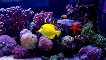 Amazing Saltwater Coral Reef Fish Tank