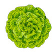 Green lettuce salad head top view