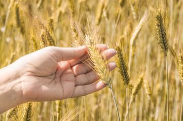 Female hand touching the ears of rye on the field