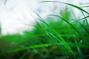 rain drop on grass leaf