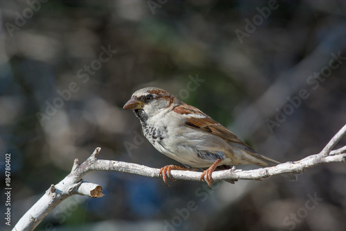 Cuadros en Lienzo House Sparrow Passer domesticus sitting on a branch