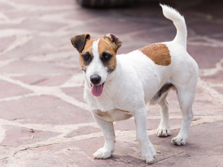 Portrait of a dog on a pavement in a park