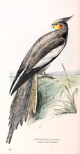 Illustration Of Birds.