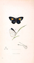 Illustration of a butterfly