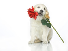 Puppy With Red Rose Flower