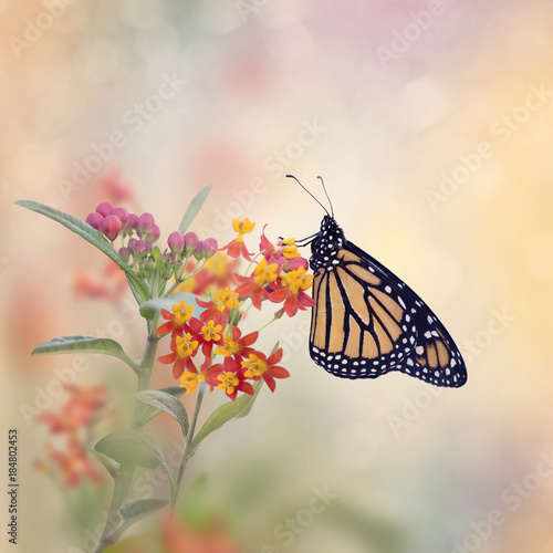 Monarch Butterfly on Tropical Milkweed plant.