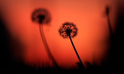 Dandelions silhouettes at sunset